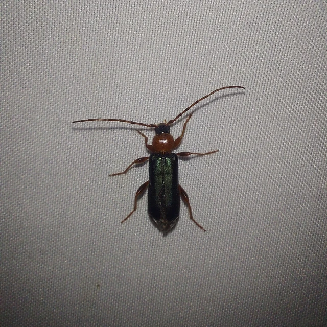 Phymatodes testaceus - változékony korongcincér Phymatodes testaceus - változékony korongcincér