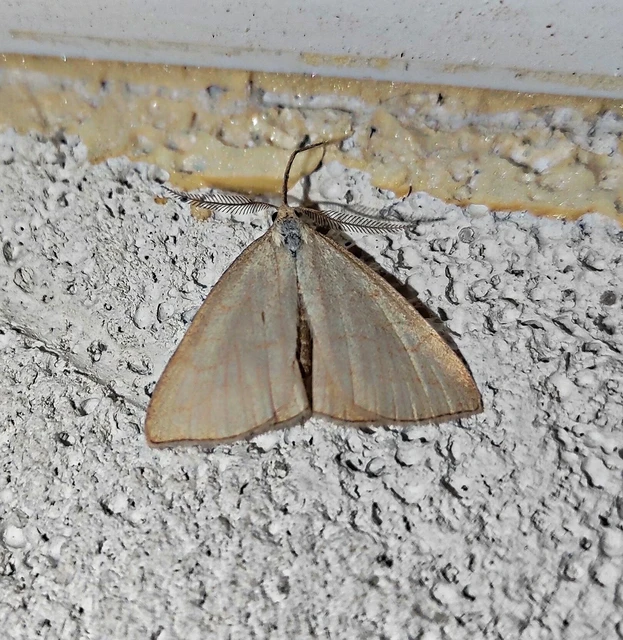 Polypogon tentacularia - sötétaljú karcsúbagoly