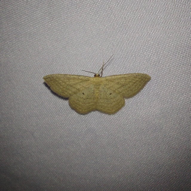 Scopula virgulata - vesszős sávosaraszoló