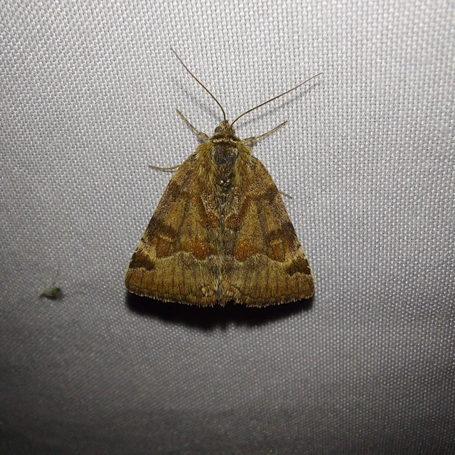 Euclidia glyphica - közönséges nappalibagoly