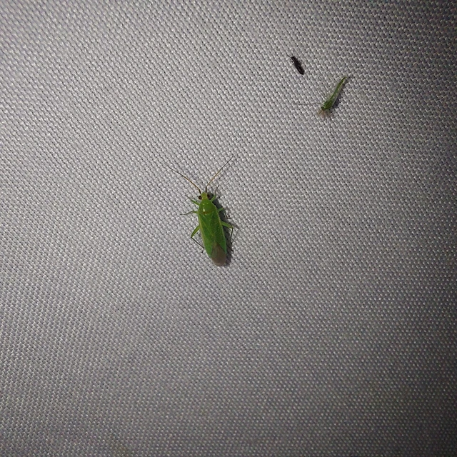 Orthotylus