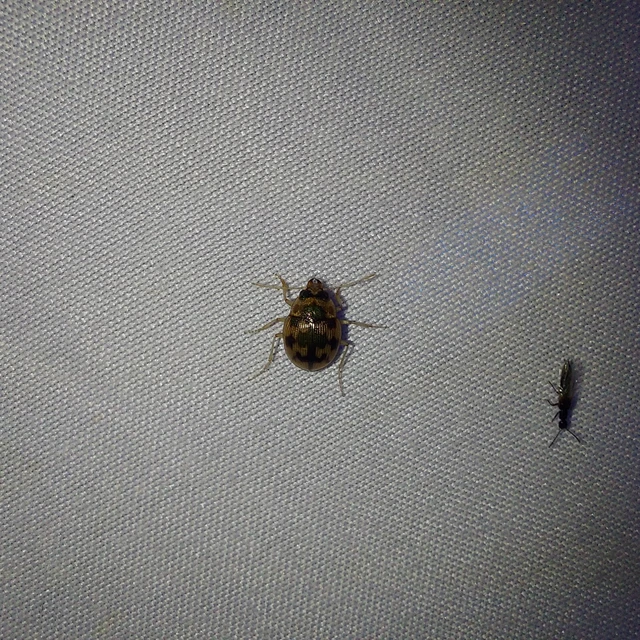 Omophron limbatum - gömböcfutó