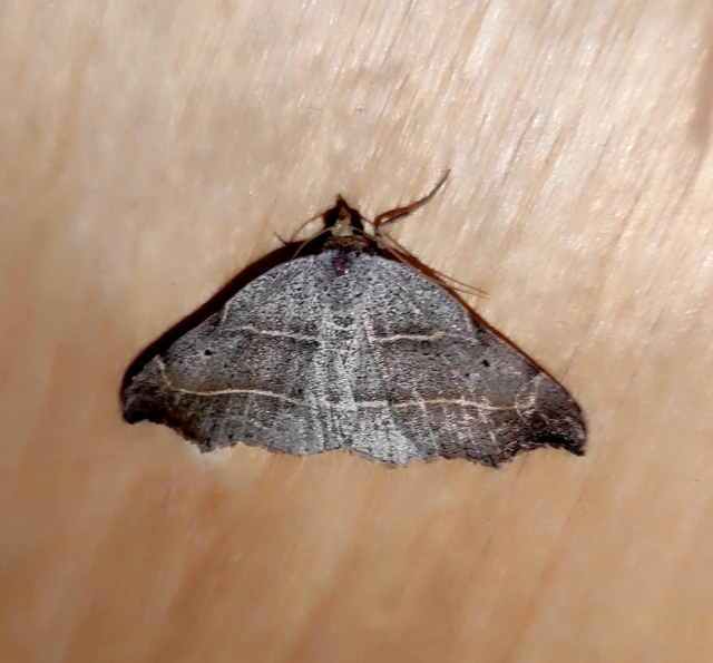 Laspeyria flexula - zuzmóbagoly