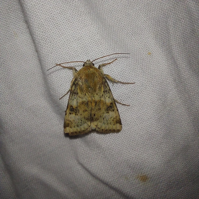 Heliothis viriplaca - mácsonyabagoly