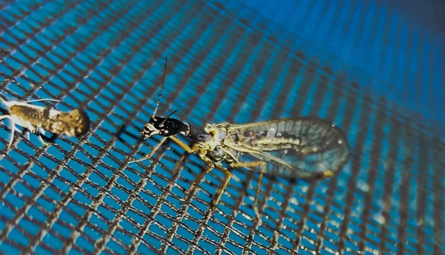 Raphidioptera - Tevenyakú-fátyolkák