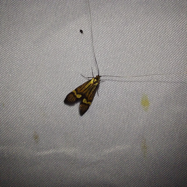 Nemophora degeerella - pompás tőrösmoly Nemophora degeerella - pompás tőrösmoly