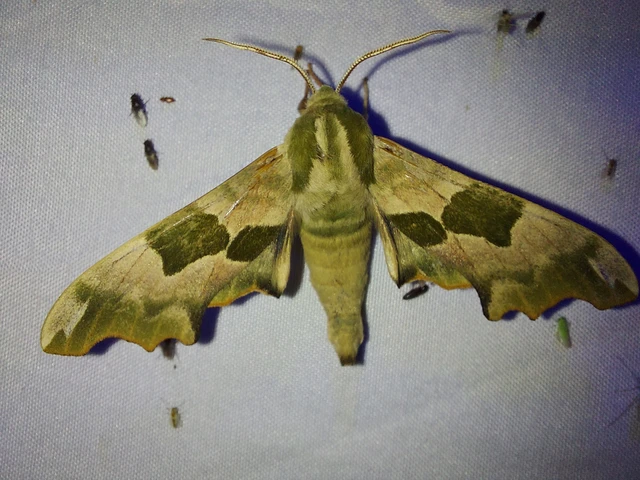 Mimas tiliae - hársfaszender