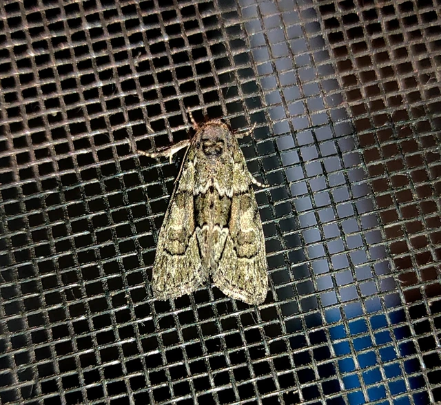 Cryphia fraudatricula - homoki zuzmóbagoly
