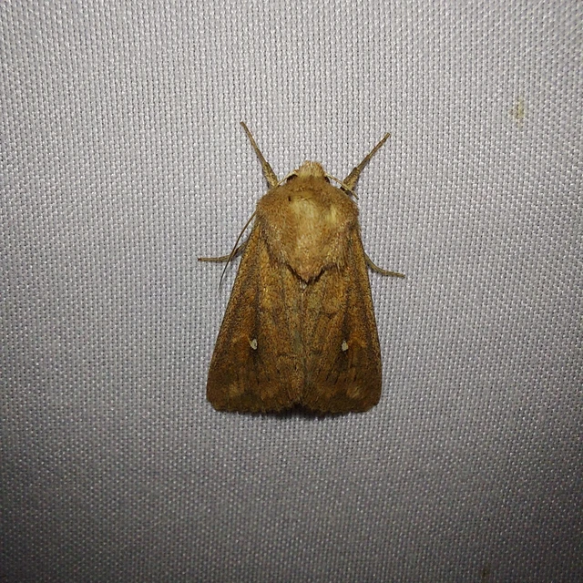Mythimna albipuncta - fehérpettyes rétibagoly