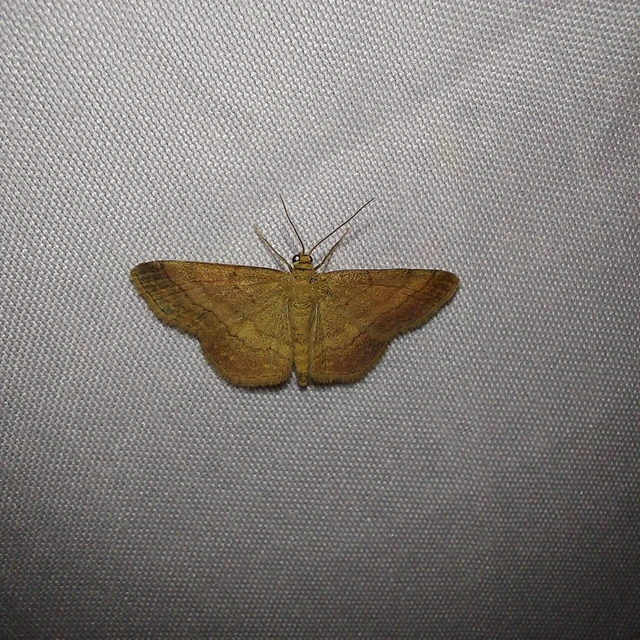 Scopula rubiginata - réti pirosaraszoló