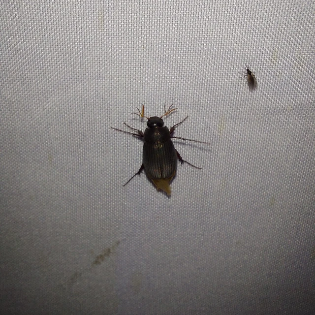 Maladera holosericea - bársonyos kiscserebogár