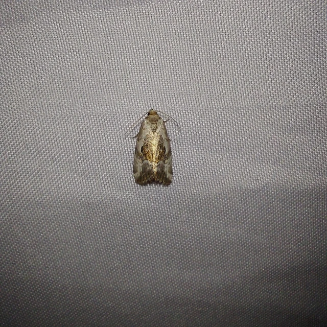 Hapalotis venustula - rózsaszínű mázasbagoly