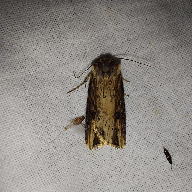Axylia putris - vonalkás földibagoly