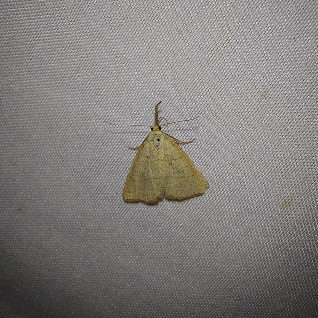 Polypogon tentacularia - sötétaljú karcsúbagoly