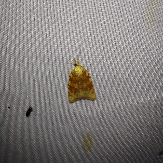 Aleimma loeflingiana - tölgylevél-sodrómoly Aleimma loeflingiana - tölgylevél-sodrómoly