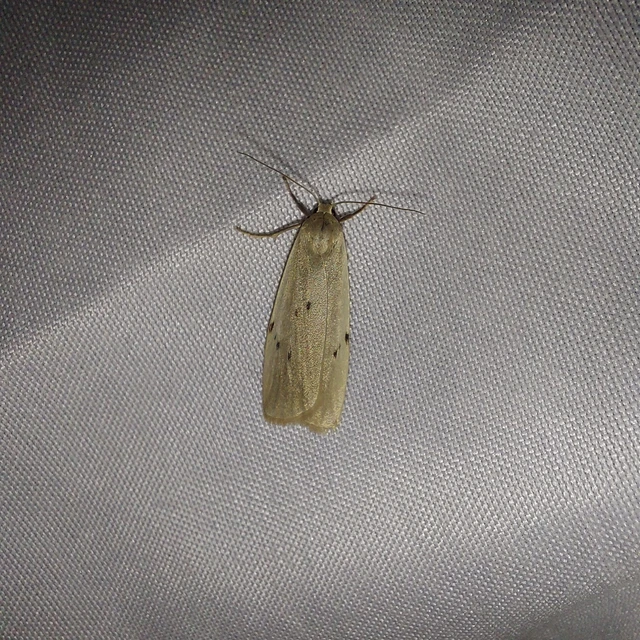 Pelosia muscerda - hamvas zuzmószövő