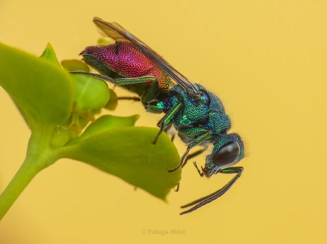 Chrysis inaequalis