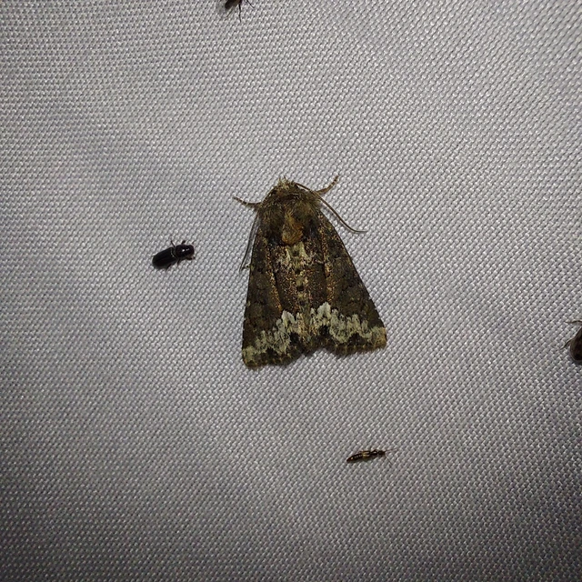 Oligia strigilis - kormos dudvabagoly