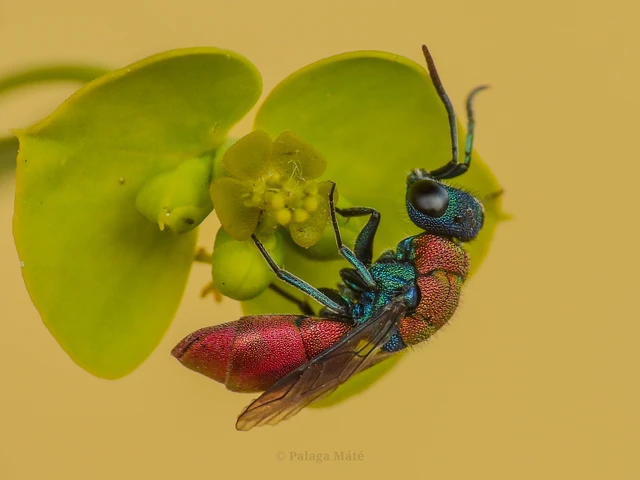 Chrysura dichroa - kétszínű fémdarázs