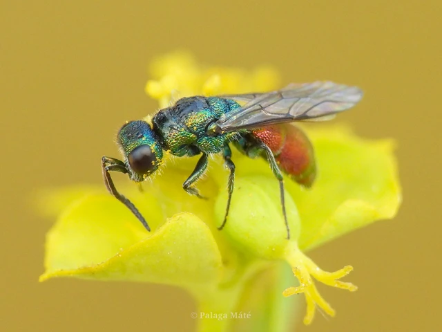Chrysis gracillima