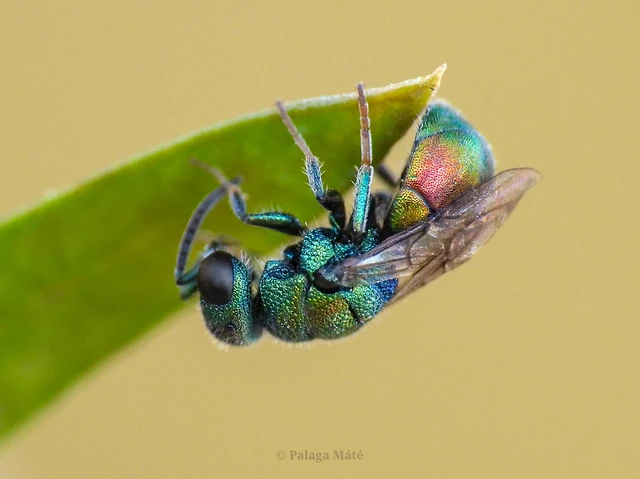 Hedychridium