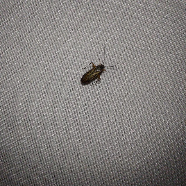 Orthocephalus vittipennis - hamvas ugrópoloska