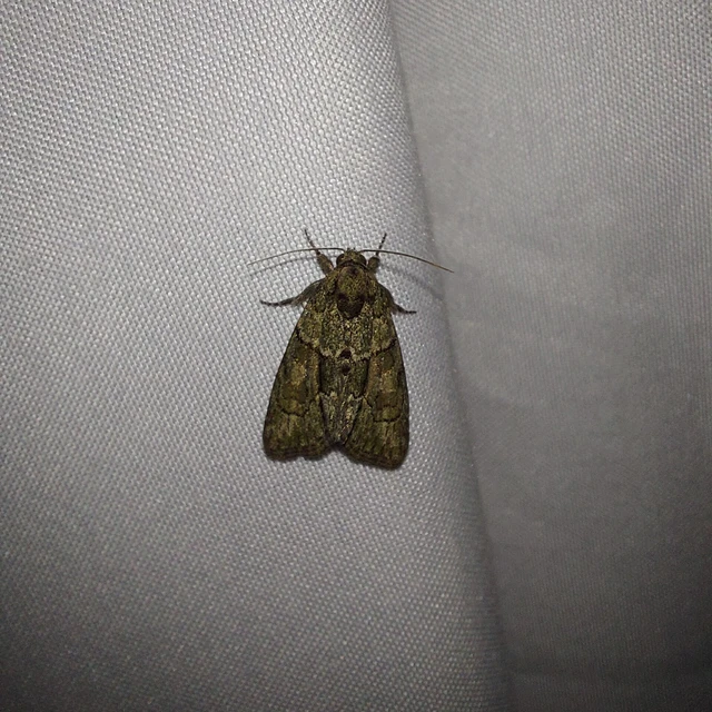 Cryphia fraudatricula - homoki zuzmóbagoly
