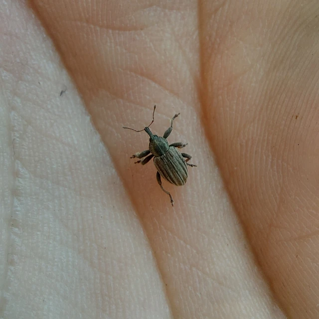 Hypera striata - sávos pikkelyesormányos