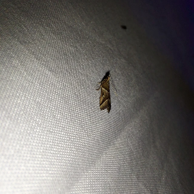 Nyctegretis lineana - agátszínű karcsúmoly