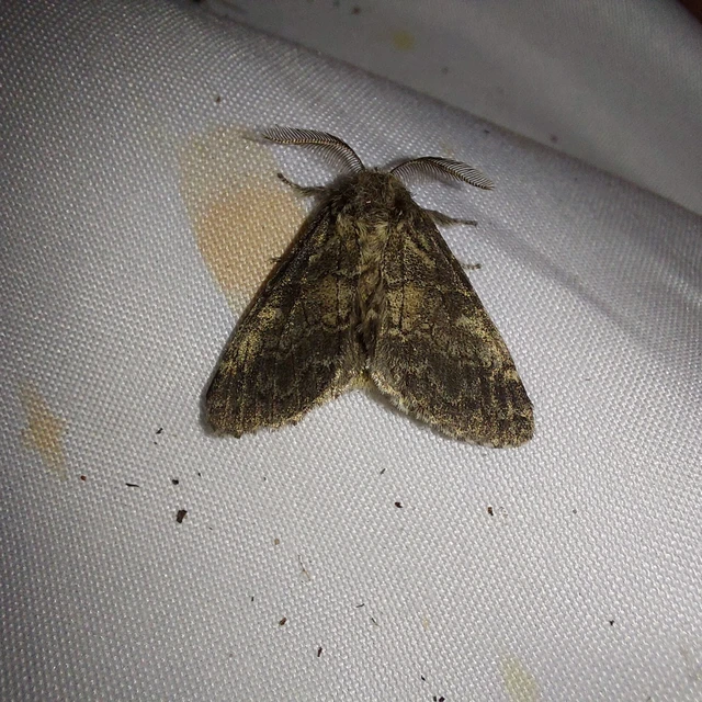 Gluphisia crenata - kormos púposszövő