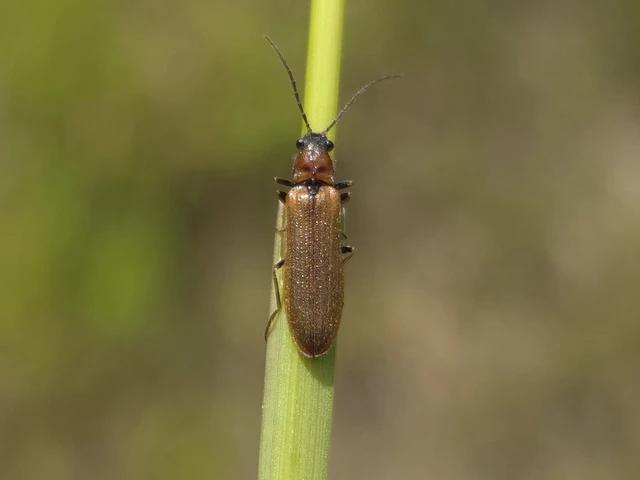 Denticollis linearis - dülledtszemű pattanó