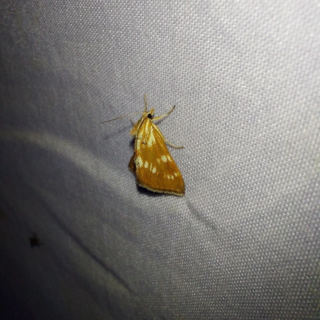 Epascestria pustulalis - atracélrágó tűzmoly