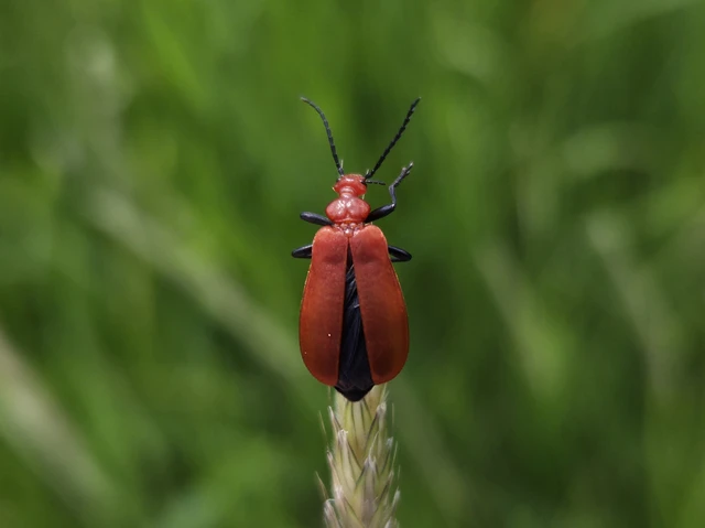 Pyrochroa serraticornis - közép-bíborbogár Pyrochroa serraticornis - közép-bíborbogár