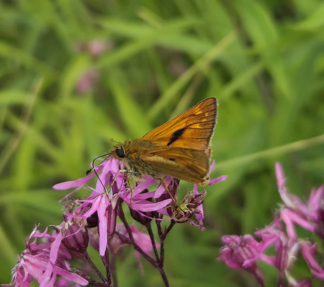 Ochlodes sylvanus - erdei busalepke