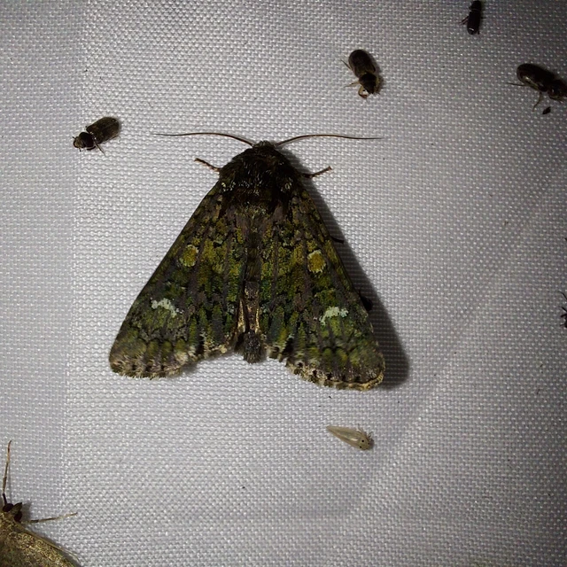 Craniophora ligustri - fagyalbagoly