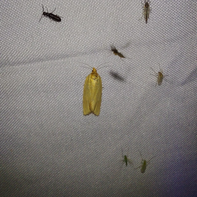 Aphelia paleana - sápadt sodrómoly