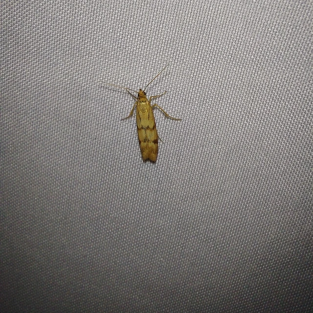 Homoeosoma sinuella - agyagsárga karcsúmoly