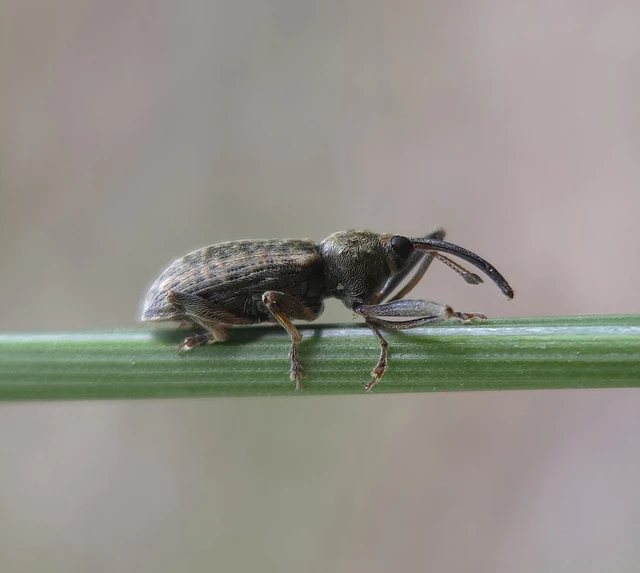 Dorytomus longimanus - kétalakú hangormányos