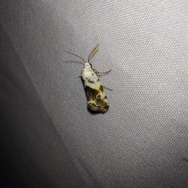 Ponometia candefacta - parlagfűbagoly