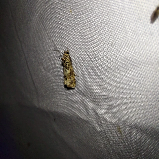 Epiblema scutulana - réti tükrösmoly