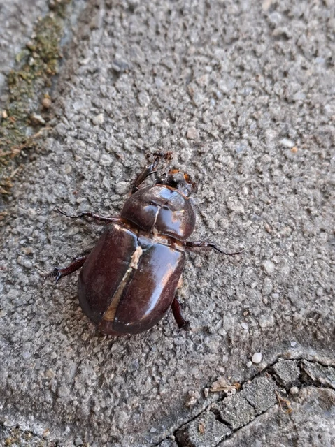 Oryctes nasicornis - orrszarvú bogár