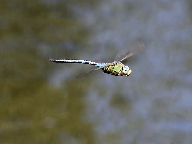 Anax imperator - zöld óriásacsa