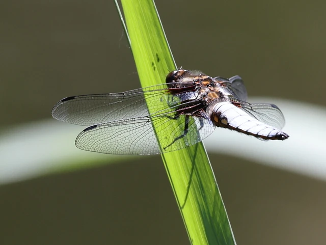 Libellula depressa - széles laposacsa