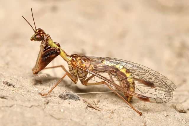 Mantispa styriaca - kétszínű fogólábú-fátyolka