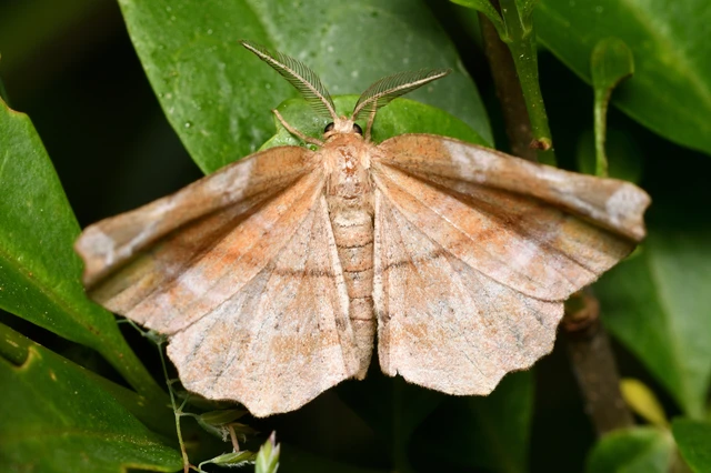 Apeira syringaria - orgona-araszoló