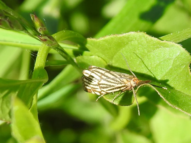 Chrysocramboides craterella - rácsos fűgyökérmoly