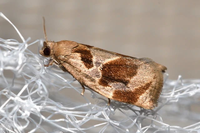 Archips crataegana - cseresznyeilonca