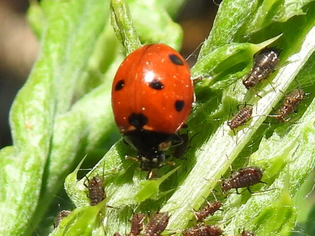 Coccinella septempunctata - hétpettyes katica