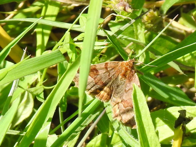 Euclidia glyphica - közönséges nappalibagoly