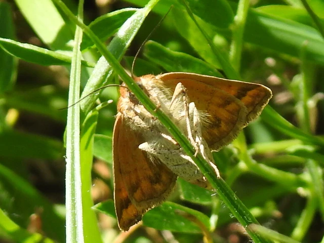 Euclidia glyphica - közönséges nappalibagoly